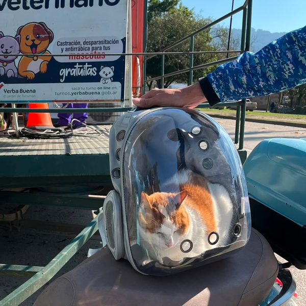 trailer-gato-3 trailer-gato-3